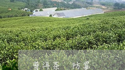 普洱茶 防霉/2023042930989